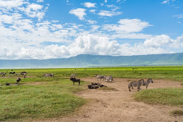 Zebras with Herd of Wildebeest. Ngorongoro Conservation Centre, Crater. Tanzania background the lake and mountain