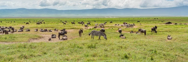 Panorama Zebras Uma Manada Gnus Centro Conservação Ngorongoro Cratera Tanzânia — Fotografia de Stock