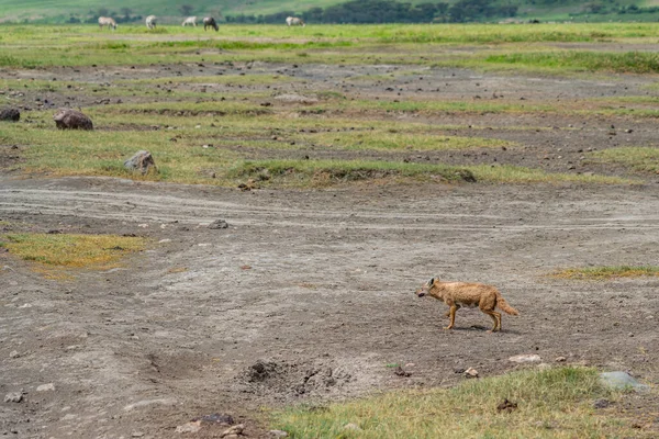 Chacal Fundo Preto Centro Conservação Ngorongoro Gnus Fundo Cratera Zebras — Fotografia de Stock
