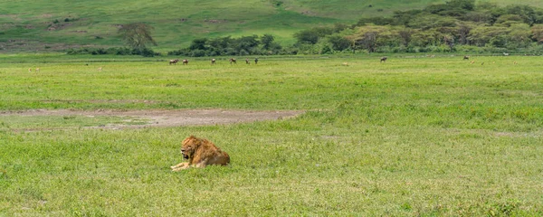 Panorama Lion Mâle Couché Sur Herbe Fond Gnous Ngorongoro Conservation — Photo