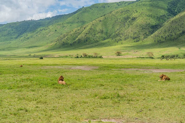 坦桑尼亚Ngorongoro养护中心的火山口 三只雄狮躺在草地上 野外和山地背景 — 图库照片