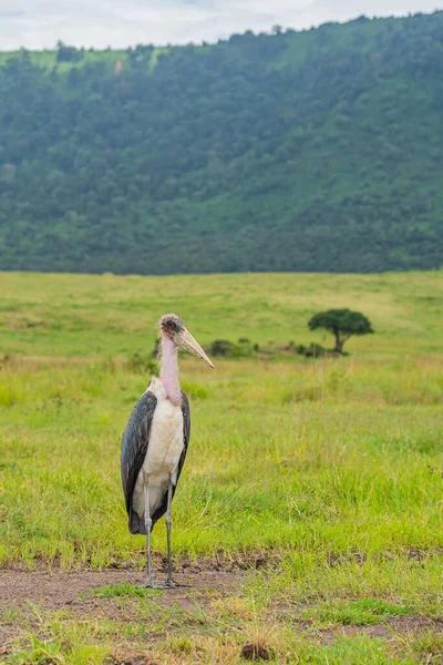 Afrykańskie Ptaki Bocian Marabou Centrum Konserwacji Ngorongoro Tanzania — Zdjęcie stockowe