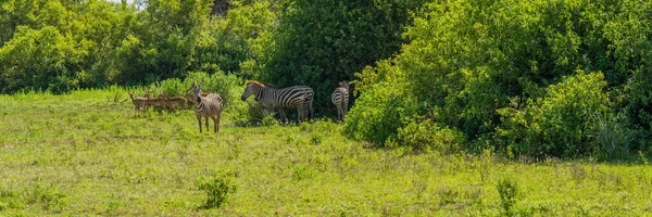 Eine Gruppe Zebras Steht Auf Grünem Gras Umgeben Von Bäumen — Stockfoto