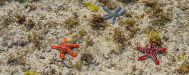 Turuncu, kırmızı ve mavi deniz yıldızlarından oluşan bir panorama. Suyun kıyısı yakınında, Zanzibar, Tanzanya