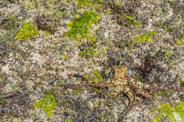 Barevná Velká Chobotnice Šplhá Podél Pláže Živá Chobotnice Chycená Moři — Stock fotografie