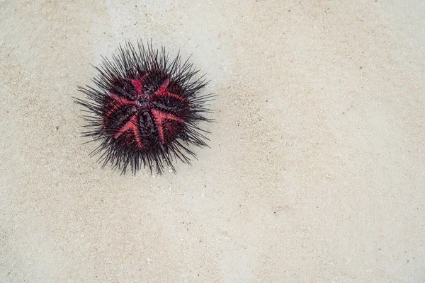 Black red sea urchin common names of these urchins include radial urchins and fire urchins on Zanzibar, Tanzania