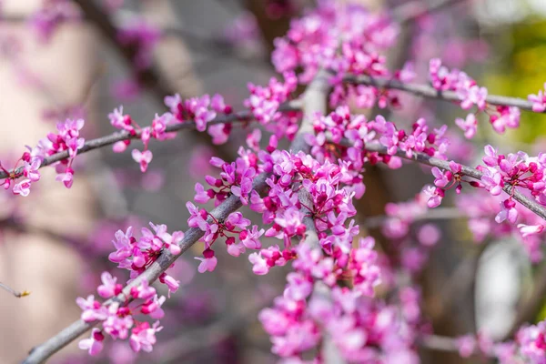 Primo Piano Fiori Redbud Orientali Fiore Ramo Messa Fuoco Selezionata — Foto Stock