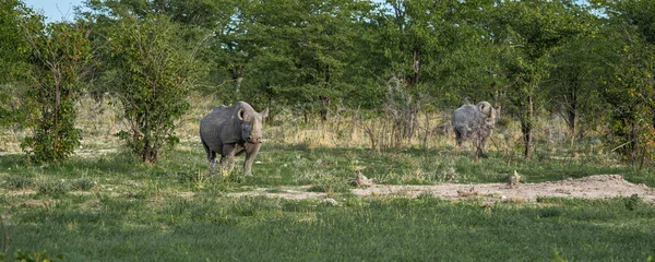 Rinoceronte negro, rinoceronte, de pé entre arbustos espinhosos Etosha National Park, Nâmbia — Fotografia de Stock