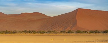 Sossusvlei Namibya 'da, ovanın önünde iki yay sıçrayanı bulunan büyük turuncu kum tepeciğinden panorama