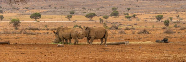 Pannorama Três Rinocerontes Negros Savana Deserto Namíbia — Fotografia de Stock