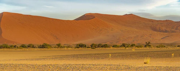 Panorama Large Orange Sand Dune Springboks Infront Savanna Landscape Sossusvlei — Stock Photo, Image