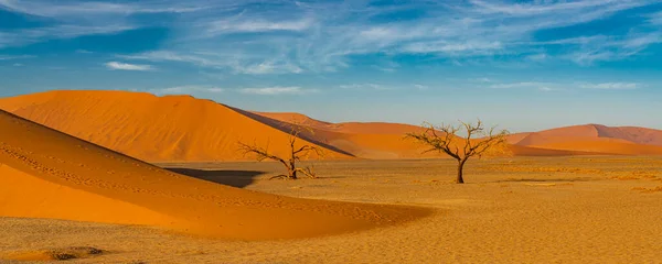 Panorama Desert Landscape Large Sand Dunes Two Dead Trees Sossusvlei — Stock Photo, Image