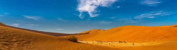 Panorama View Deadvlei Trees Landscape Large Sand Dunes Sossusvlei Namibia — Stock Photo, Image