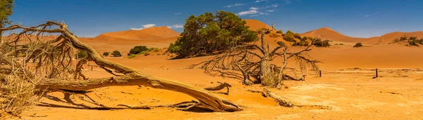 Panorama Sossusvlei Rozbitymi Drzewami Krajobraz Tła Dużymi Wydmami Namibia — Zdjęcie stockowe