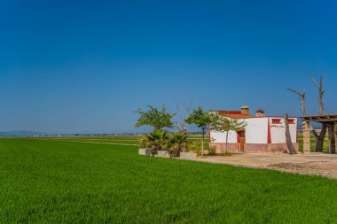 Ebro Delta 'daki pirinç tarlalarında bir ev. Tarragona bölgesinde. İspanya