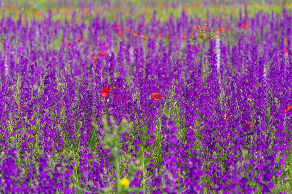 紫色のデルフィニウムの花を持つ大きな花壇 赤いケシのある畑の紫色の花 — ストック写真