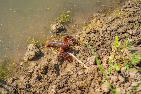 Foco Seletivo Lagostim Chão Longo Lado Canal Delta Ebro Catalunha — Fotografia de Stock