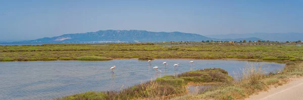 Canal Água Através Com Flamingos Campos Arroz Delta Ebro Região — Fotografia de Stock