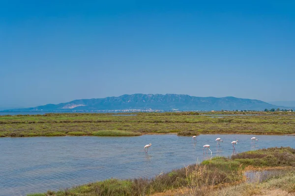 Canal Água Através Com Flamingos Campos Arroz Delta Ebro Região — Fotografia de Stock