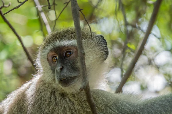 Singe Vervet Assis Sur Arbre Regardant Côté Cascade Victoria Zambie — Photo