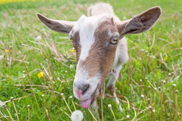 Çayır üzerinde kıl keçi — Stok fotoğraf