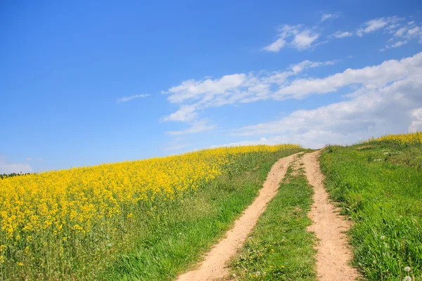 Landstraße durch ein Rapsfeld — Stockfoto