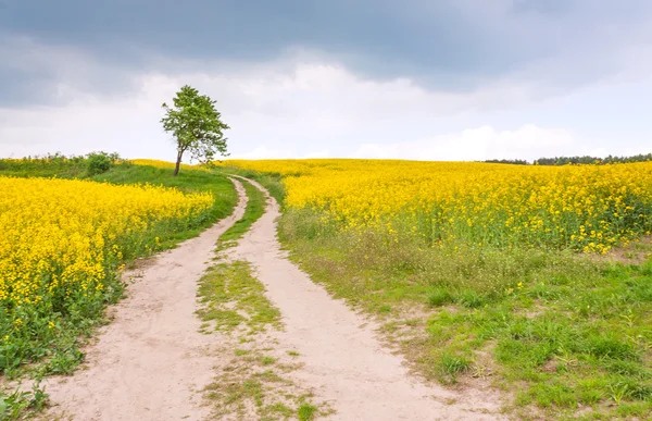 Rural road through a field of rapeseed and lonely tree — Stock Photo, Image