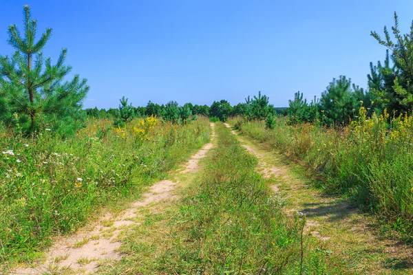 Landelijke weg door de weide — Stockfoto