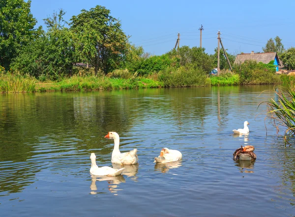 Witte zwanen op het meer — Stockfoto