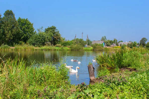 Білі лебеді на річці — стокове фото
