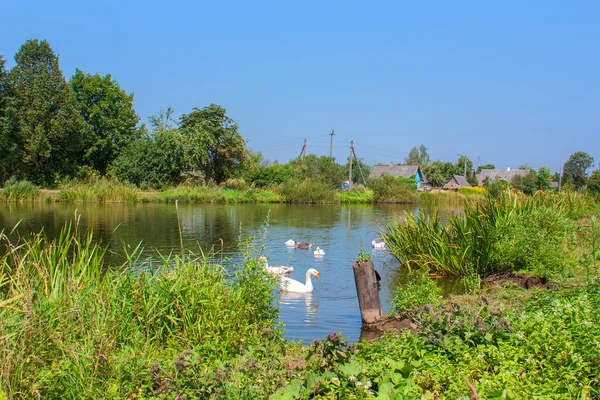 Witte zwanen op de rivier — Stockfoto