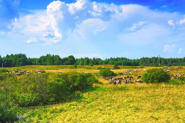 Pradera verde y una manada de vacas — Foto de Stock
