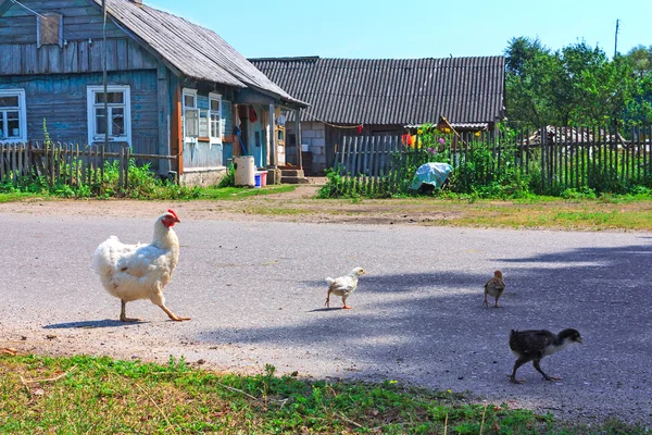 Stora kyckling familj — Stockfoto