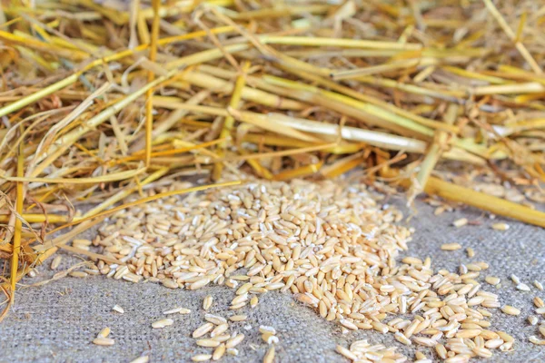 Grains and straw on the table — Stock Photo, Image