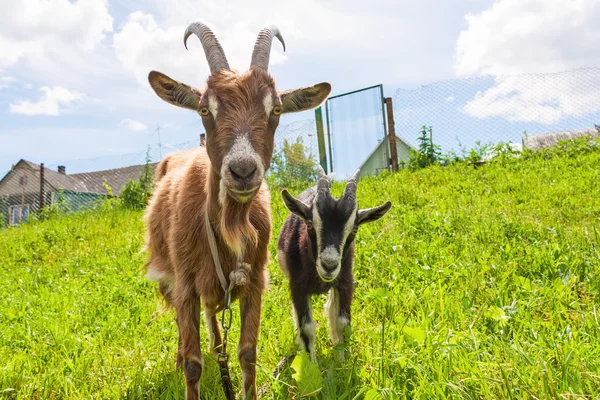 Çocuk ile kıl keçi — Stok fotoğraf