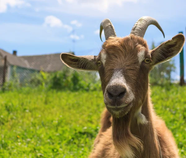 Ziegenhaar auf dem Bauernhof aus nächster Nähe — Stockfoto