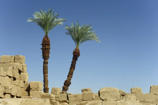 Date palm tree on on ancient ruins — Stock Photo, Image