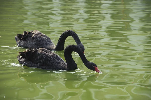 Cigno nero nel lago — Foto Stock