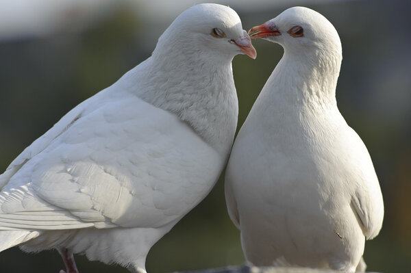 two loving white doves