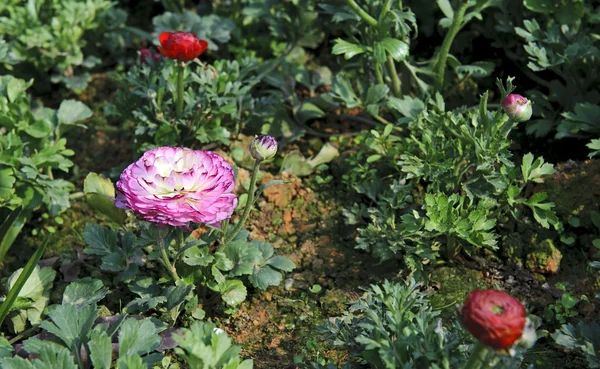 Ranunculus asiaticus flor — Foto de Stock