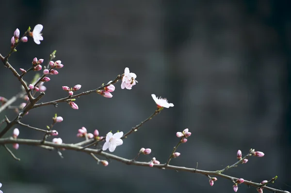 Růžový broskvový květ — Stock fotografie