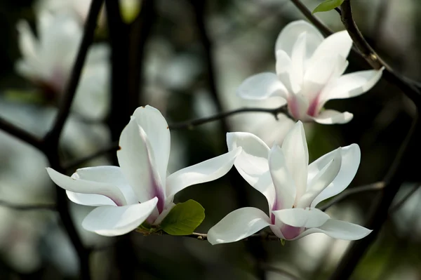 Magnolia denudata λουλούδι — Φωτογραφία Αρχείου