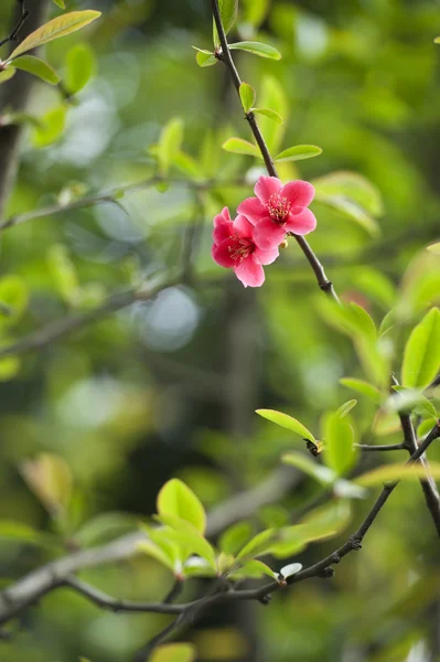 Scarlet malus spectabilis çiçek — Stok fotoğraf