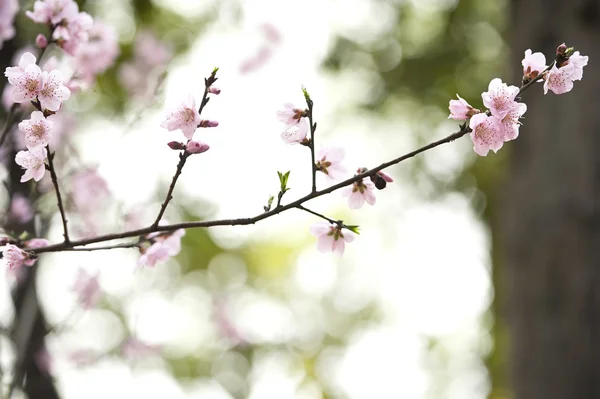 Růžový broskvový květ — Stock fotografie
