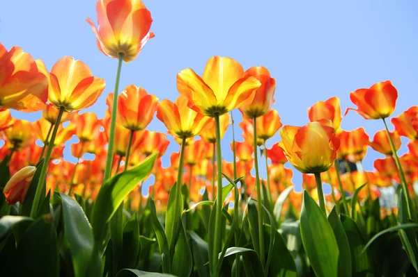 Backlighting tulip flower — Stock Photo, Image