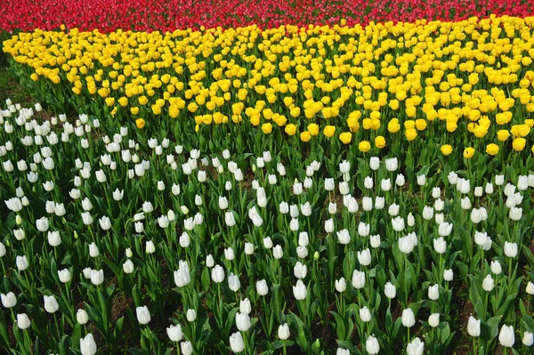 Linda flor de tulipa — Fotografia de Stock