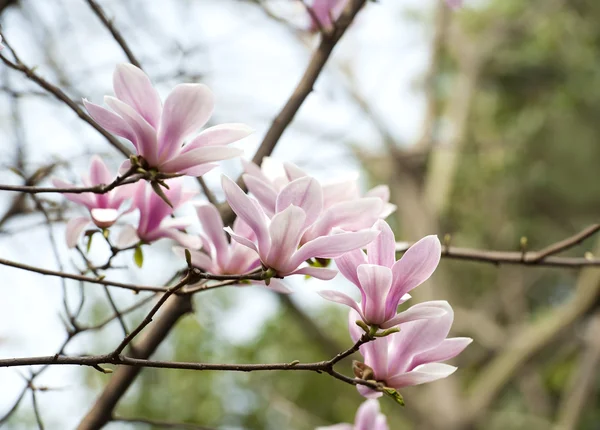 Magnolia denudata λουλούδι — Φωτογραφία Αρχείου