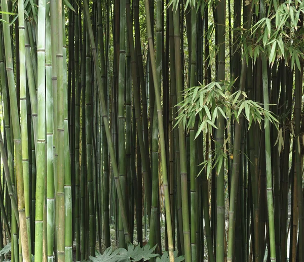 The bamboo grove — Stock Photo, Image