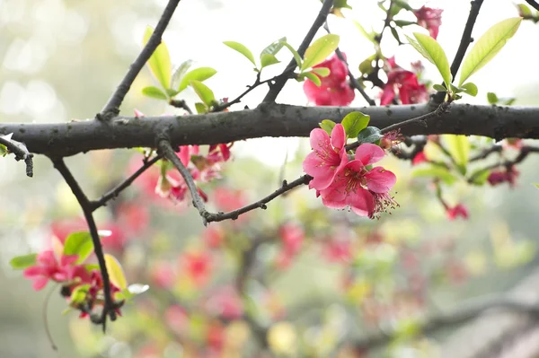 Scarlet malus spectabilis blomma — Stockfoto