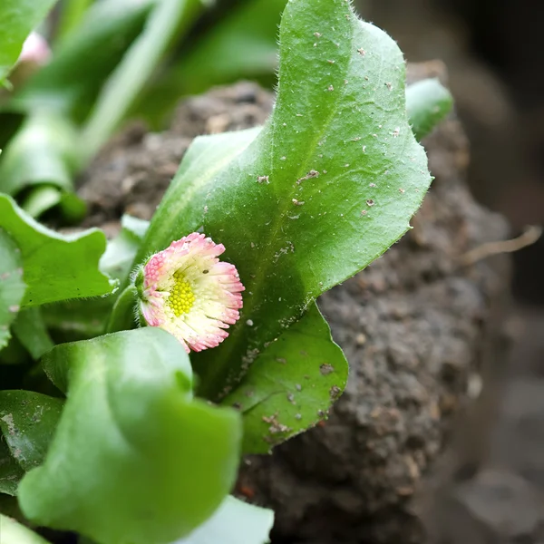 Bloem en blad — Stockfoto